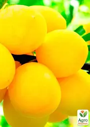 Саджанець Agro-Market Слива Біла медова (літній сорт, ранній термін дозрівання) 1 шт. в упаковці (17580) - мініатюра 2