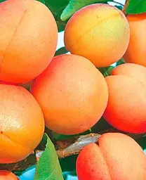 Саджанець Agro-Market Абрикос Харкот (літній сорт, пізній термін дозрівання) (46222) 1 шт. в упаковці - мініатюра 2