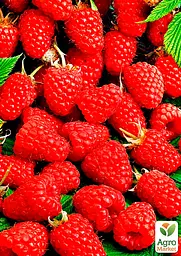 Малина Agro-Market "Maravilla" (ремонтантій високоврожайний сорт, американської селекції) 1-річний саджанець (189498) 1 шт в упаковці - мініатюра 4