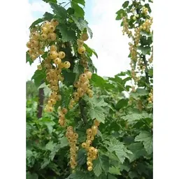 Саджанець Agro-Market Порічка (смородина) жовта Імператорська (середньо-ранній термін дозрівання, високоврожайний сорт) 1 шт. в упаковці (17541) - мініатюра 3