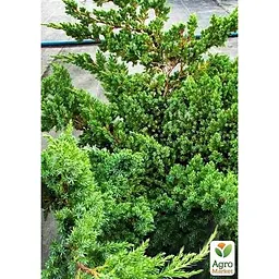 Саджанець Agro-Market Ялівець лускатий Hunnetorp (контейнер Р9, висота 10-12 см) (39025) - мініатюра 5