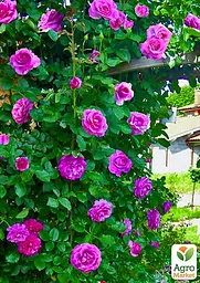 Троянда в контейнері плетиста "Violette Parfume" (саджанець класу АА+) (180857) 1 саженец - мініатюра 4