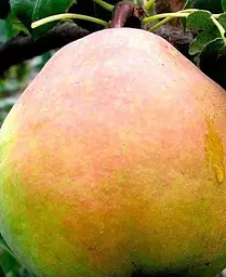Саджанець Agro-Market Груша Кучерянка (зимовий сорт, пізній термін дозрівання) (39890) 1 шт. в упаковці - мініатюра 3