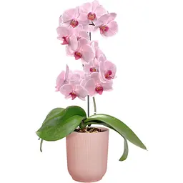 Горшик Elho Vibes fold orchid high 13 см рожевий (527693) - мініатюра 4