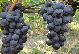 Саджанець Agro-Market Виноград Фуджімінорі (ранній сорт японської селекції з дуже великою ягодою) (50843) 1 шт. в пакуванні - мініатюра 3