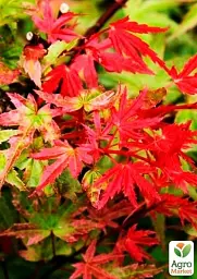 Саджанець Agro-Market Клен віяловий Фенікс (Acer palmatum Phoenix) контейнер P9, 1 шт. в упаковці (50724) - мініатюра 2