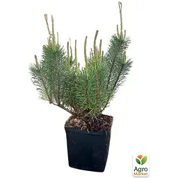 Саджанець Agro-Market Сосна Карликова Pumilio С3, висота 15-20см (71807) - мініатюра 3