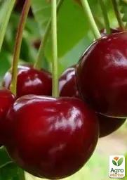 Саджанець Agro-Market Вишня Ерді Великоплідна (літній сорт, середньостиглий термін дозрівання) 1 шт. в упаковці (20935) - мініатюра 2