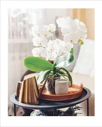 Grow Orchids. Essential Know-how and Expert Advice for Gardening Success