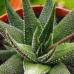 Саджанець Agro-Market Хавортія Concolor (Haworthia Fasciata) висота рослини 10 см (182115) 1 шт. в упаковці (кімнатний) - мініатюра 2