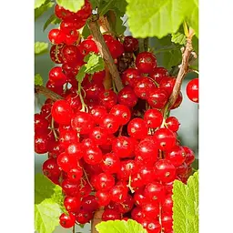 Саджанець Agro-Market Порічка (смородина) червона Наталі (середнього терміну дозрівання) 1 шт. в упаковці (44003) - мініатюра 2