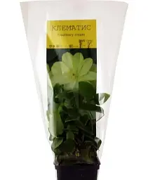 Клематис Agro-Market Guernsey повторноквітучий сорт cream 1 саджанець в упаковці (15852) - мініатюра 3
