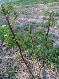 Саджанець Agro-Market Волоський горіх Ідеал (ранній термін дозрівання) 1 шт. в упаковці (26232) - мініатюра 6