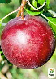 Саджанець Agro-Market Яблуня Рубінове Дуки (зимовий сорт, пізній термін дозрівання) 1 шт. в упаковці (178450) - мініатюра 2