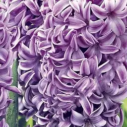 Гіацинт "Splendid Cornelia" 2 шт (17217)