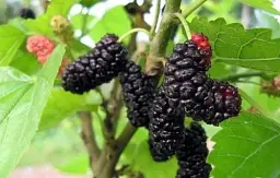 Саджанець Agro-Market Шовковиця Чорна перлина (літній сорт, середній термін дозрівання) 1 шт. в упаковці (24006) - мініатюра 3