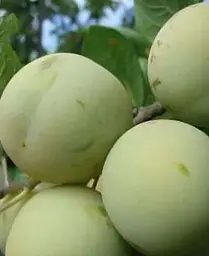 Саджанець Agro-Market Слива Ренклод Білий (літній сорт, ранній термін дозрівання) (21375) 1 шт. в упаковці - мініатюра 3