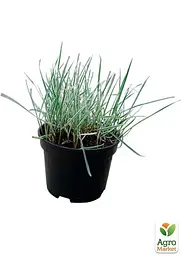 Райграс бульбоносний Arrhenatherum bulbosum (багаторічний декоративний злак) (152232) 1 саженец - мініатюра 4