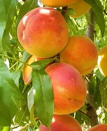 Саджанець Agro-Market Персик Улюбленець (літній сорт, среднепозднего терміну дозрівання) (25746) 1 шт. в упаковці - мініатюра 3