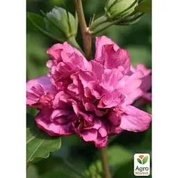 Саджанець Agro-Market Гібіскус деревовидний махровий Duc De Brabant (49885) 1 шт. в упаковці - мініатюра 3