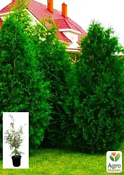 Саджанець Agro-Market Туя західна Braband С3 висота 40-55 см 1 шт. в упаковці (71733) - мініатюра 2