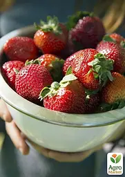 Саджанець Agro-Market Полуниця Маршал (Marshal) (середній термін дозрівання, сорт стійкий до багатьох хвороб) 5 шт. в пакуванні (36948) - мініатюра 3