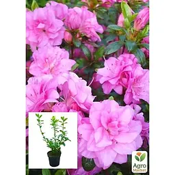 Саджанець Agro-Market Азалія 2-х річна японська Rosinetta С2 висота 20-40 см (62283) 1 шт. в упаковці - мініатюра 3
