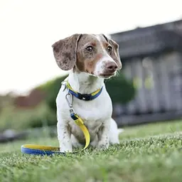 Повідець короткий для собак Max & Molly Short Matrix Yellow S жовтий 1.5 x 120 см - мініатюра 4