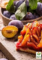 Саджанець Agro-Market Слива Улюблениця Султана (літній сорт, середній термін дозрівання) 1 шт. в упаковці (39988) - мініатюра 2