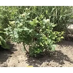 Саджанець Agro-Market Троянда дрібноквіткова (спрей) Наречена (Bride) (клас АА +) (45967) 1 шт. - мініатюра 5