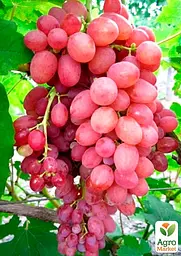 Саджанець Agro-Market Виноград Променистий (кишмиш, ранньо-середній термін дозрівання) 1 шт. в пакуванні (19801) - мініатюра 2