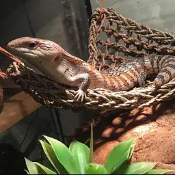 Гамак для рептилій Repti-Zoo Seaweed Hammock M DC09P 30x20x20 см з натуральних водоростей - мініатюра 5