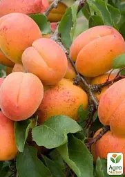 Саджанець Agro-Market Абрикос Аврора 1 шт. в упаковці (35790) - мініатюра 4