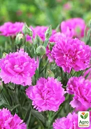 Саджанець Agro-Market Гвоздика Махрова Sunflor Faganza (контейнер № 10, висота 10 см) (51071) - мініатюра 2