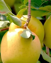 Саджанець Agro-Market Яблуня Голдстар (зимовий сорт, пізній термін дозрівання) (46267) 1 шт. в упаковці - мініатюра 2