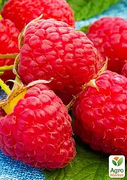Саджанець Agro-Market Малина Версаль (ранній термін дозрівання, високоврожайний та безшипий сорт) 2 шт. в пакуванні (176764) - мініатюра 2