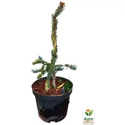 Саджанець Agro-Market Ялина 2-х річна Енгельмана Snake С3, висота 20-25 см (175170) - мініатюра 5