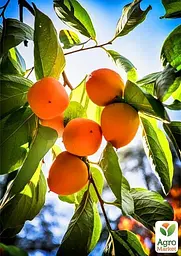 Саджанець Agro-Market Хурма Гора Говерла на віргінській морозостійкій підщепі 1 шт. в упаковці (26244) - мініатюра 6