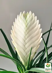 Саджанець Agro-Market Тіландсія Biancini (Tillandsia Cyanea) кімнатна 1 шт. в упаковці (179935) - мініатюра 5