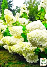 Саджанець Agro-Market Гортензія 2-х літня волотиста Bobo висота саджанця 20-30см (101630) - мініатюра 3