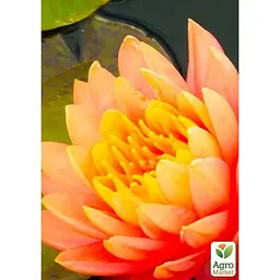 Саджанець Agro-Market Німфея Perry's Orange Sunset (52523) (Корневище) 1 шт. - мініатюра 2
