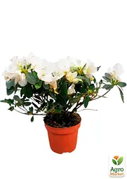 Саджанець Agro-Market Рододендрон кімнатний White (50775) - мініатюра 4