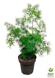 Саджанець Agro-Market Аспарагус Umbrellatus кімнатний 25-35 см 1 шт. в упаковці (179045) - мініатюра 4