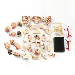 Набір для досліджень Edu-Toys Модель черепа з нервами збірна 9 см (SK010) - мініатюра 3