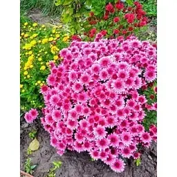 Саджанець Agro-Market Хризантема Lobell Purple (мультифлора рання) (48766) 1 шт. в упаковці - мініатюра 5
