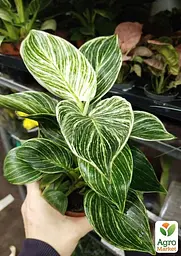 Саджанець Agro-Market Філодендрон White Wave 30-40 см 1 шт. в упаковці (182694) - мініатюра 4