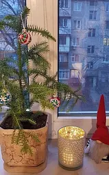 Саджанець Agro-Market Араукарія (Araucaria heterophylla) кімнатна ялина 1 шт. в упаковці (51637) - мініатюра 7
