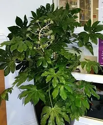 Саджанець Agro-Market Фатсія японська Fatsia Japonica (висота 20-30 см) (105548) 1 шт. в упаковці - мініатюра 2