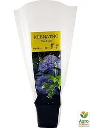 Саджанець Agro-Market Клематис Blue Light (38363) - мініатюра 6