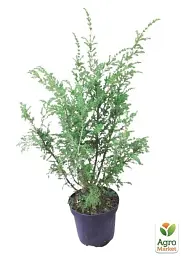 Саджанець Agro-Market Ялівець 3-річний Hibernica С3 висота 40-60 см 1 шт. в упаковці (101937) - мініатюра 3